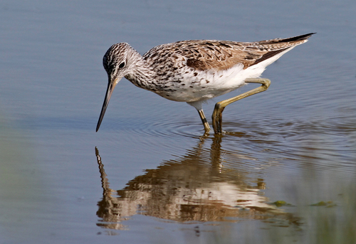 Common Greenshank, photo 9 of 10