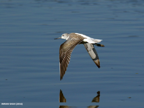 Foto de Common Greenshank