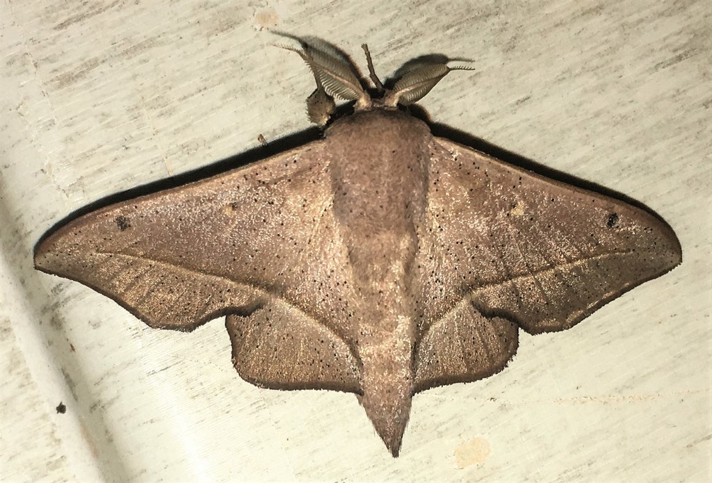 Druentica partha
