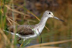 Common Greenshank photo 6