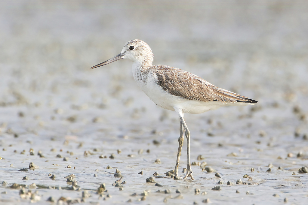 Foto de Common Greenshank