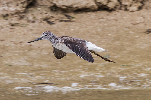 Foto de Common Greenshank