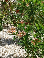 Nerium oleander