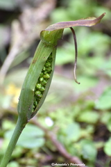 Arisaema jacquemontii