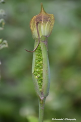 Arisaema jacquemontii