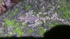 Hemidactylus stejnegeri