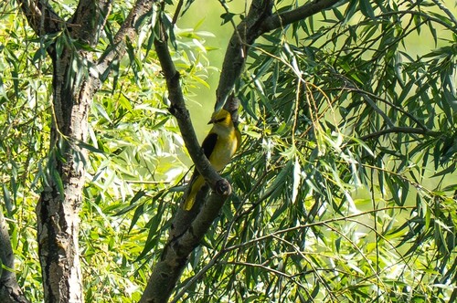 Eurasian Golden Oriole