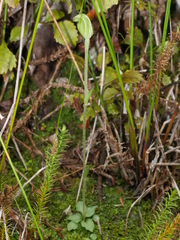 Pterostylis puberula