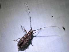 Monochamus carolinensis