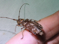 Monochamus carolinensis