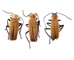 Chauliognathus themusiformis