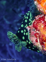 Nembrotha cristata
