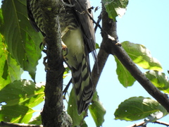 Accipiter virgatus fuscipectus