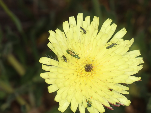 Stilbus atomarius