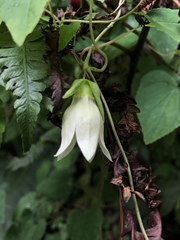 Codonopsis javanica japonica