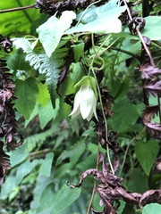 Codonopsis javanica japonica