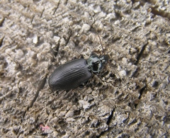 Agonum placidum