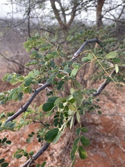 Acacia burkei image