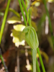 Pterostylis puberula