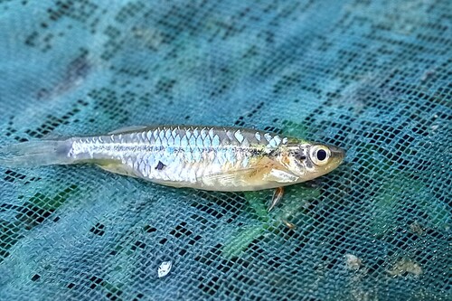 Flying barb (Esomus danrica) — Cyprinidae