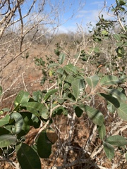 Ozoroa obovata elliptica
