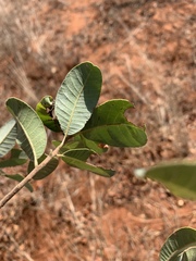 Ozoroa obovata elliptica