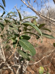 Ozoroa obovata elliptica