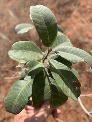 Ozoroa obovata elliptica