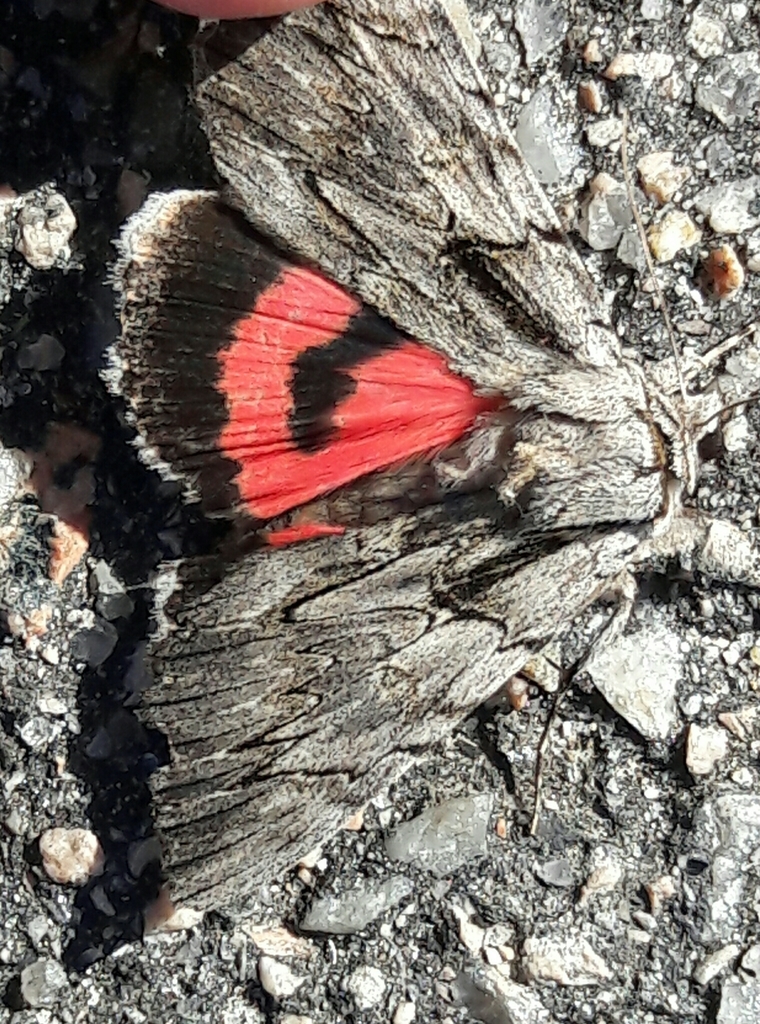 Catocala optata
