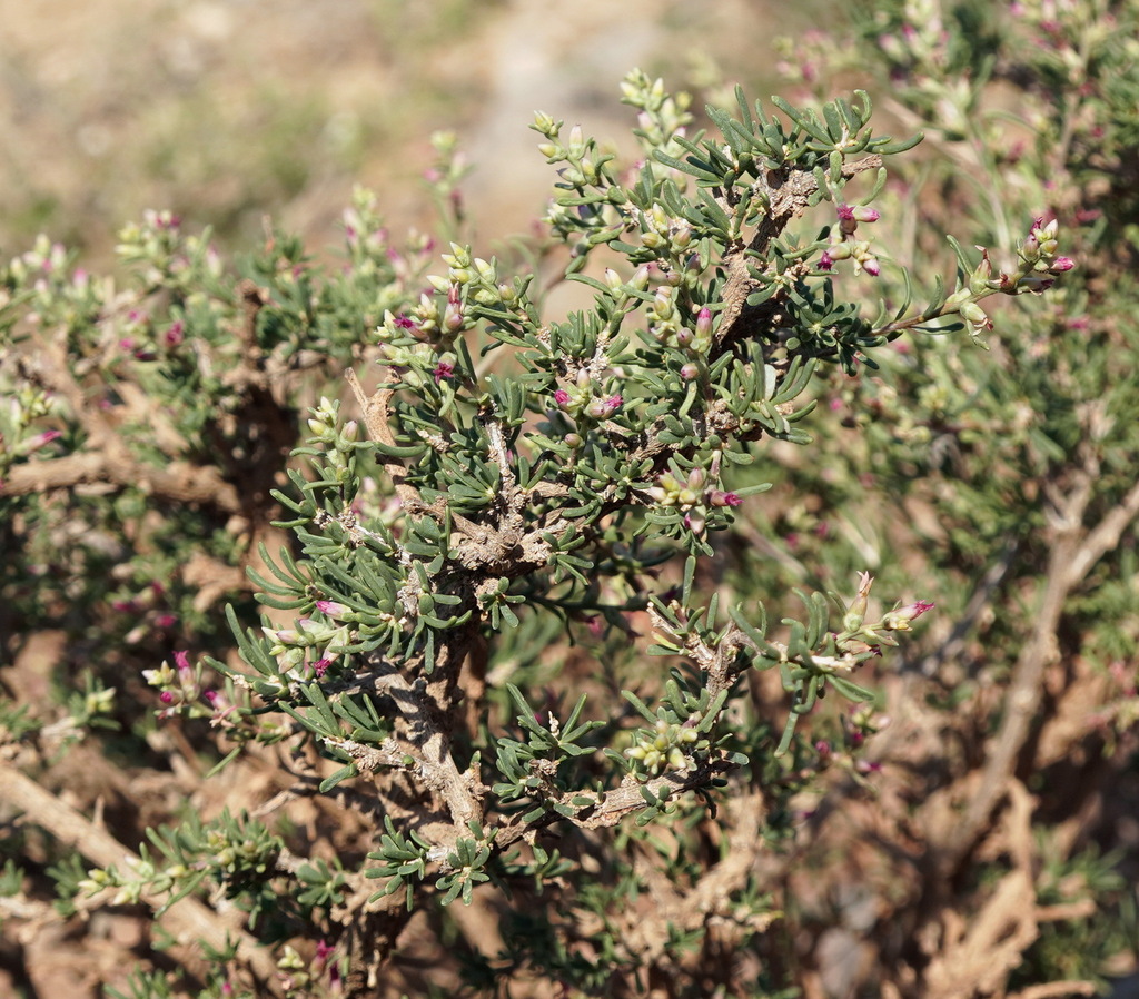 Salsola arbusculiformis