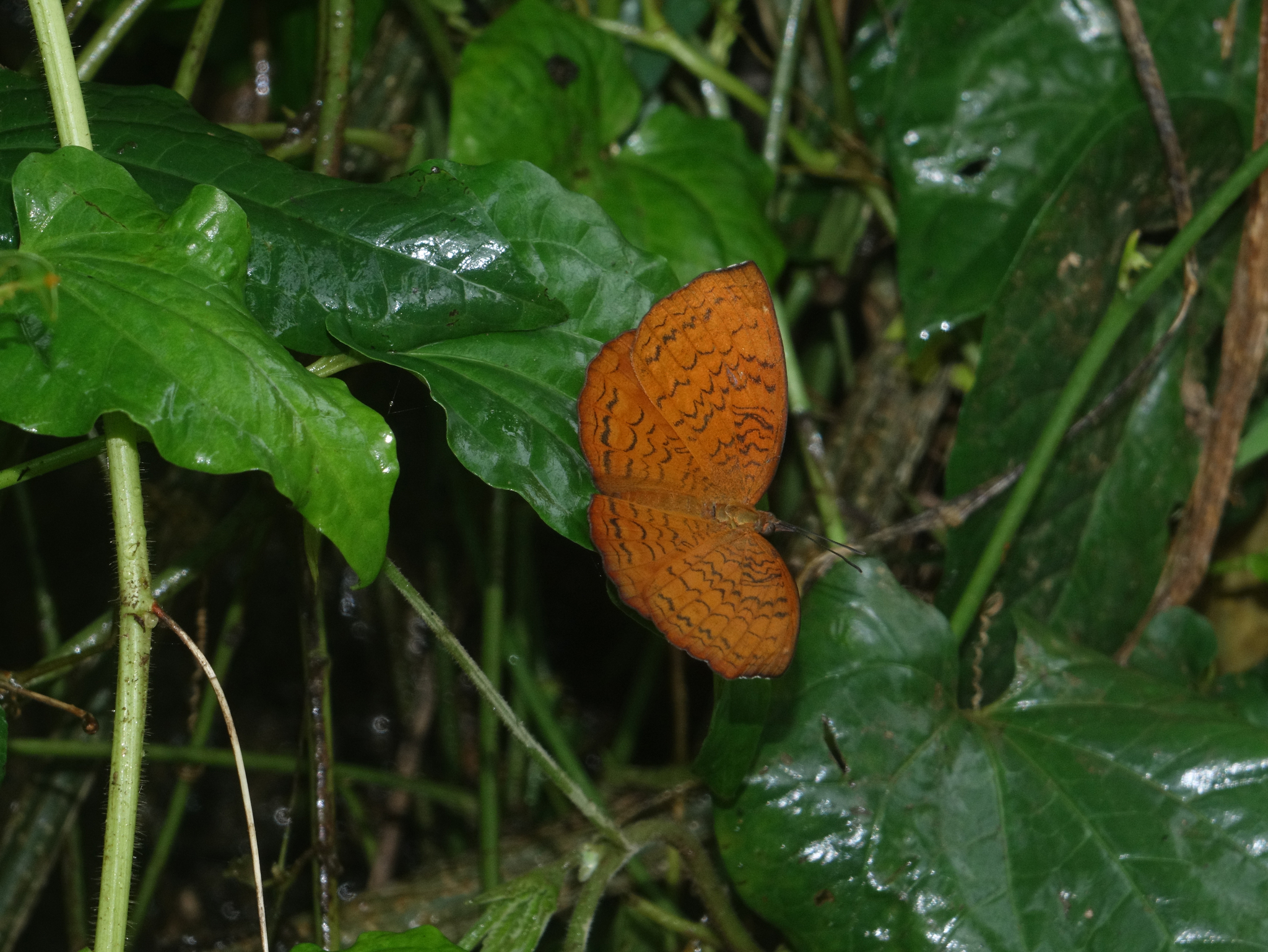 Common Castor
