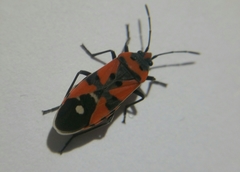 Lygaeus equestris