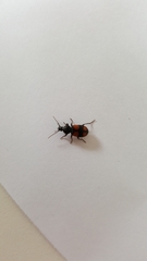 Panagaeus bipustulatus