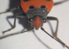 Lygaeus equestris
