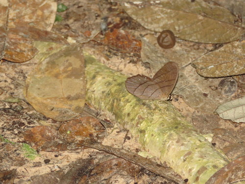Pierella lamia