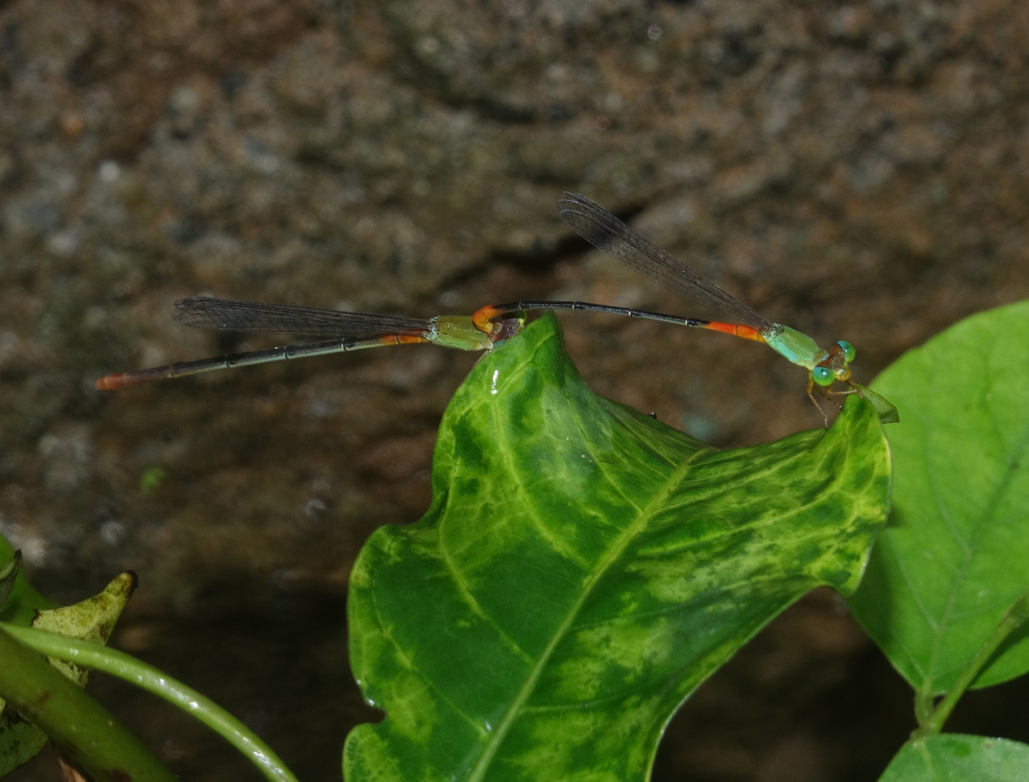 Orange-Tailed Marsh Dart