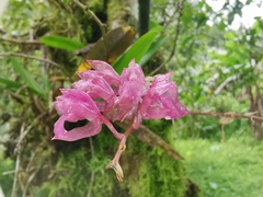 Rodriguezia lanceolata