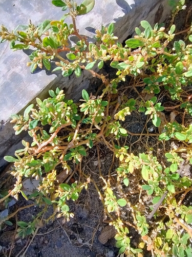 Bitter cumin (Glinus oppositifolius)