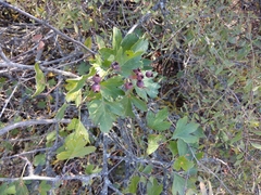Crataegus pentagyna