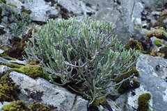 Helichrysum intermedium