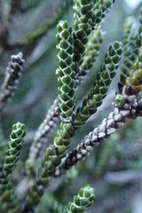 Helichrysum intermedium
