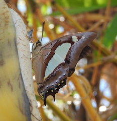 Polyura