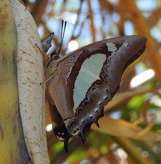 Polyura