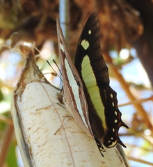 Polyura