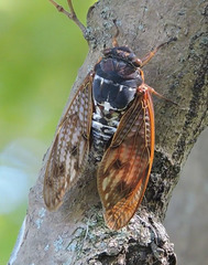 Graptopsaltria nigrofuscata