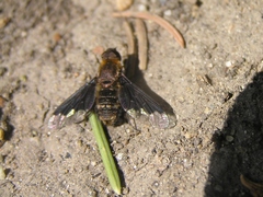 Hemipenthes morioides