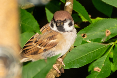 Passer montanus
