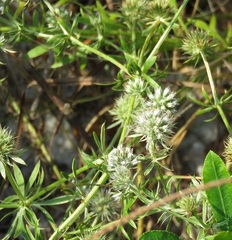 Eryngium aromaticum