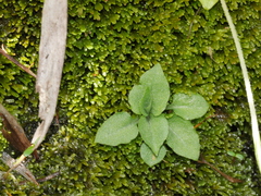 Pterostylis puberula