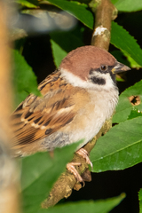 Passer montanus